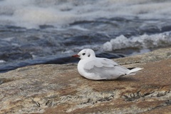 Chroicocephalus maculipennis