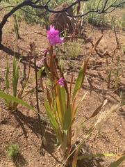 Watsonia borbonica