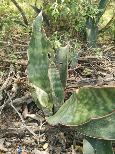 Dracaena hyacinthoides