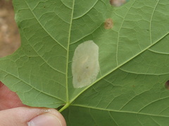 Phyllonorycter lucidicostella