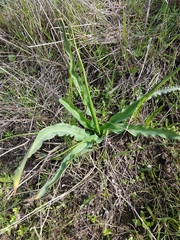 Chlorogalum pomeridianum
