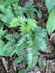 Adiantum latifolium