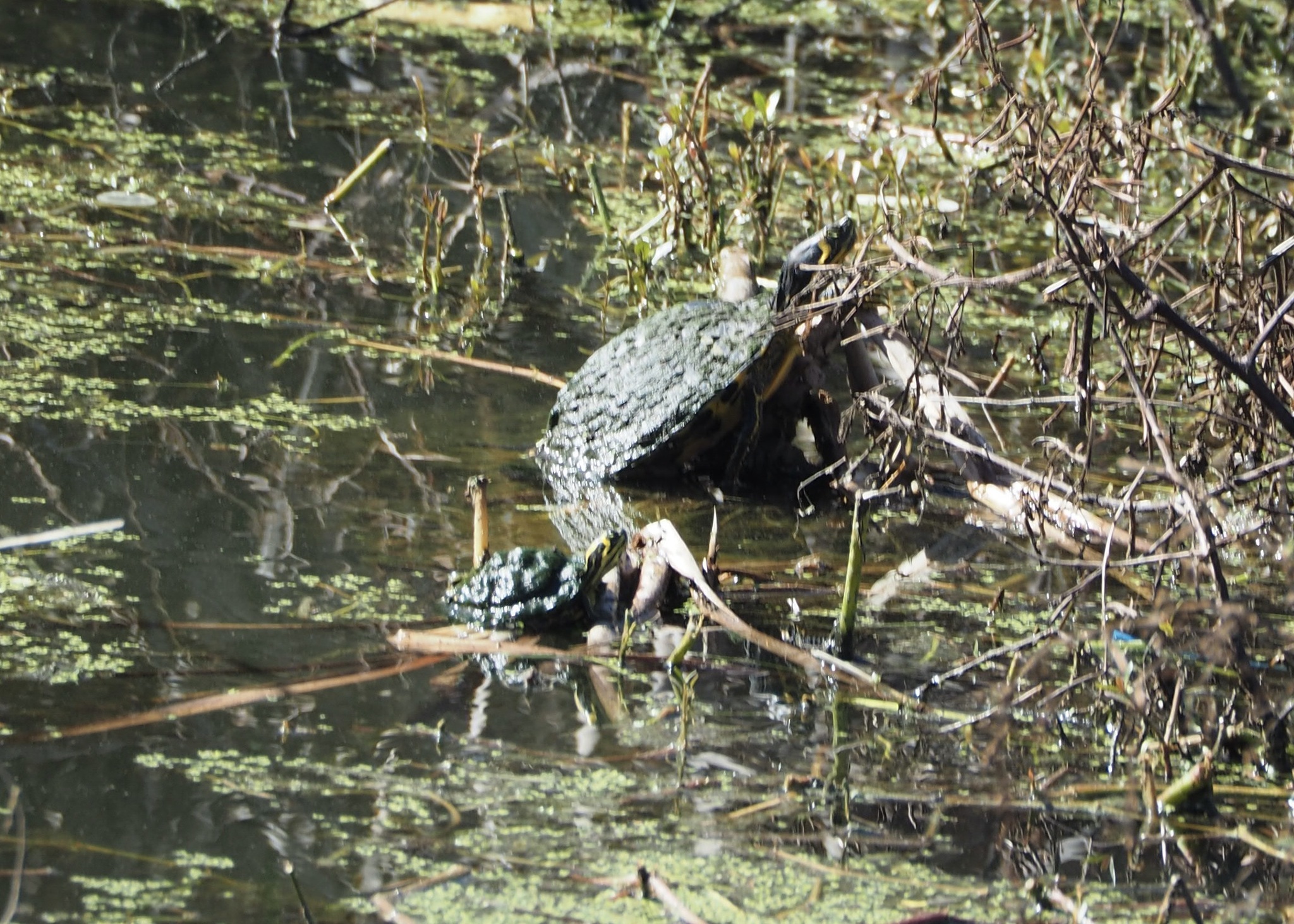 Trachemys Scripta Scripta