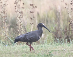 Theristicus caerulescens