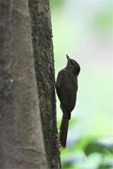 Glyphorynchus spirurus