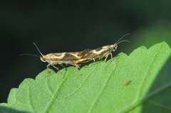 Scythris