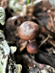 Mycena sanguinolenta