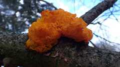 Tremella mesenterica