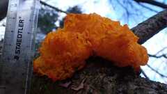 Tremella mesenterica