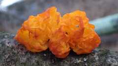 Tremella mesenterica