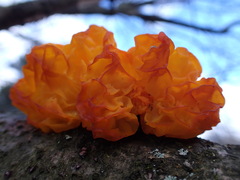 Tremella mesenterica