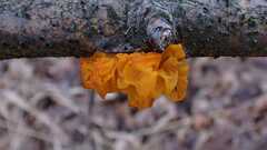 Tremella mesenterica