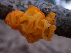 Tremella mesenterica