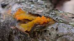 Tremella mesenterica