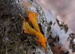 Tremella mesenterica