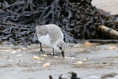 Calidris alba