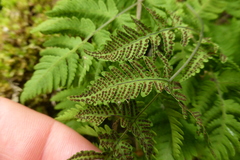Gymnocarpium dryopteris
