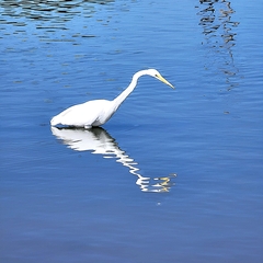 Ardea alba