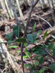 Lyonia lucida