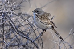 Artemisiospiza nevadensis