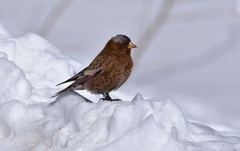 Leucosticte tephrocotis