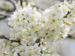 Prunus angustifolia