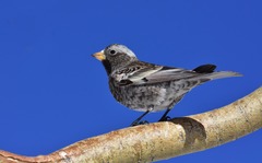 Leucosticte atrata