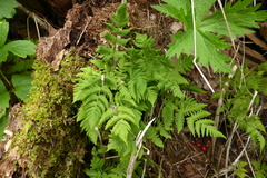 Gymnocarpium dryopteris