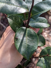 Lyonia lucida