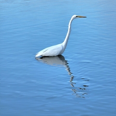 Ardea alba