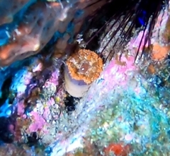 Telmatactis cricoides