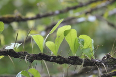 Crescentia cujete