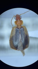 Lebia scapula