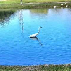 Ardea alba