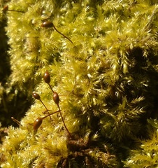 Brachytheciastrum velutinum
