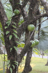 Crescentia cujete