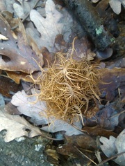 Andricus caputmedusae