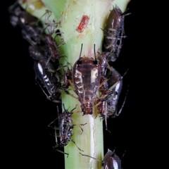Uroleucon sonchi