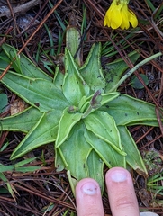Pinguicula lutea