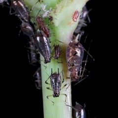 Uroleucon sonchi