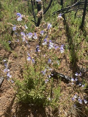 Salvia chamelaeagnea