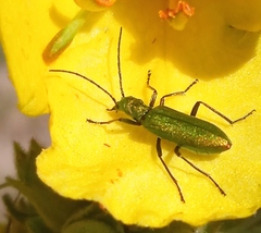 Chrysanthia geniculata