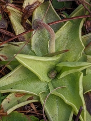 Pinguicula lutea