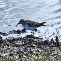Calidris minutilla