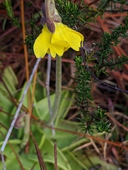 Pinguicula lutea