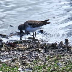 Calidris minutilla