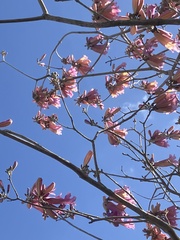 Tabebuia rosea