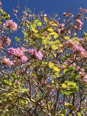 Tabebuia rosea