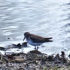 Calidris minutilla