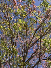Tabebuia rosea